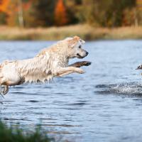 Jagdkontroll-Training